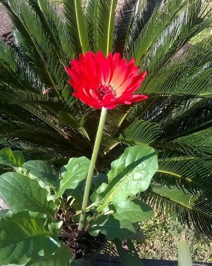 Pouso Bom Retiro Araquari Exterior foto